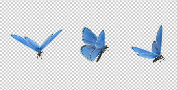 Flying Butterfly Blue Adonis Videohive 10131496 Download Rapid Motion  Graphics