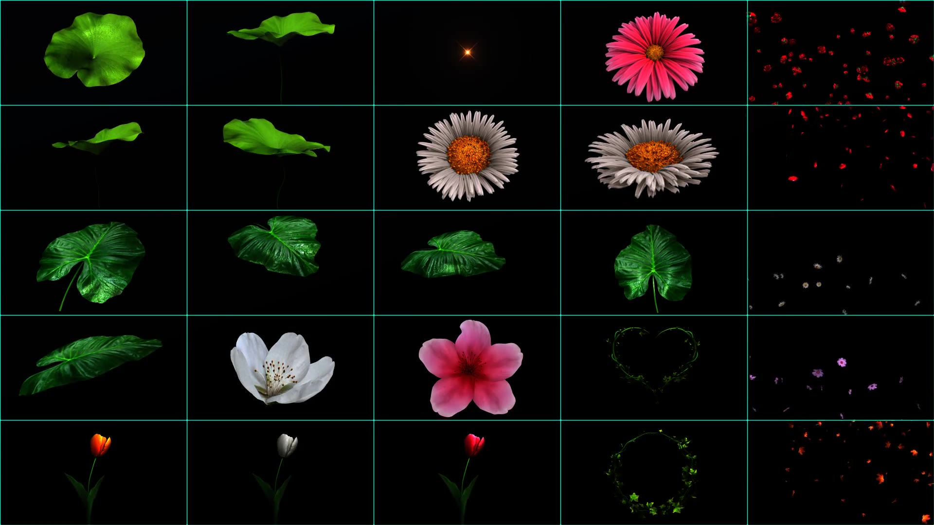 108 flower elements after effect free downloas