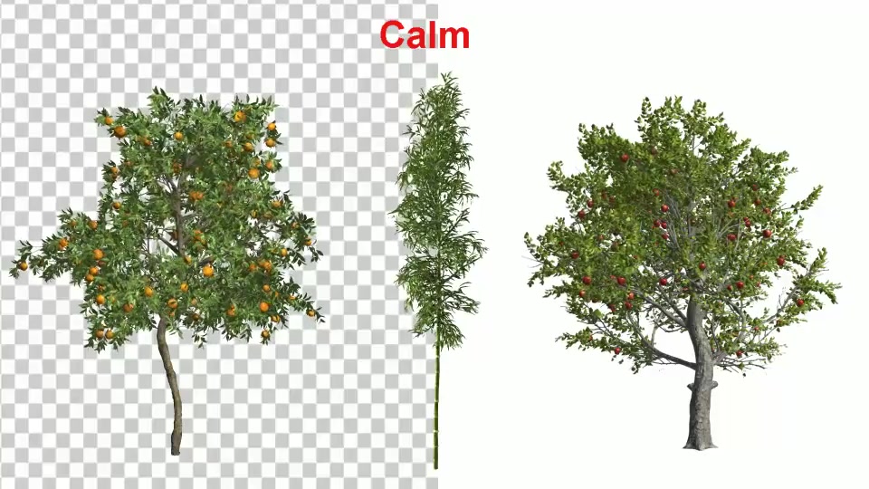 3 Types Tree Animation Pack Videohive 24132907 After Effects Image 8