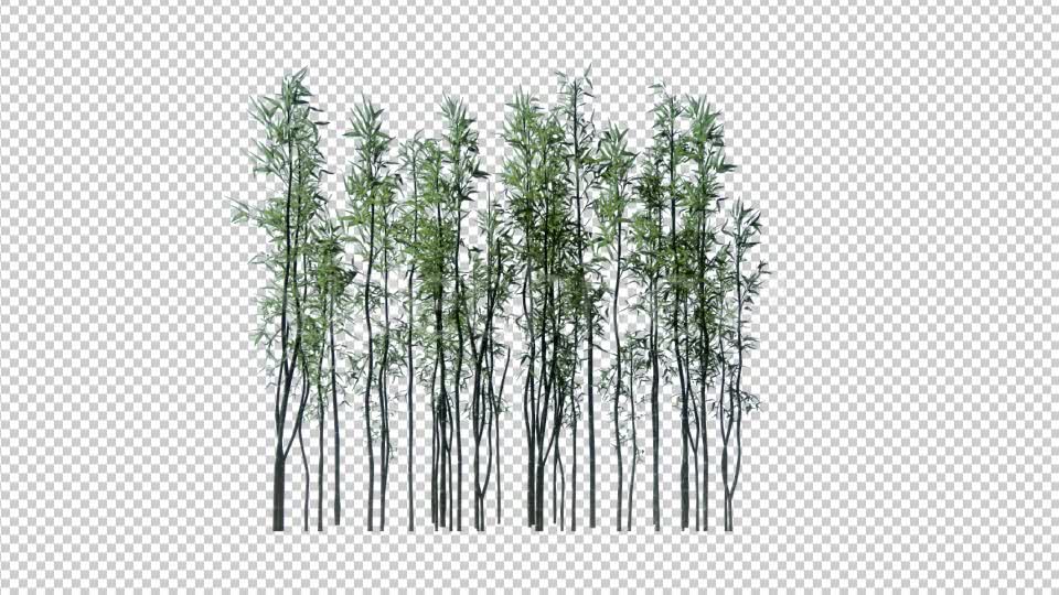 3D Bamboo Trees - Download Videohive 19445171