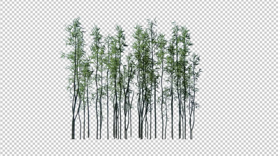 3D Bamboo Trees - Download Videohive 19445171