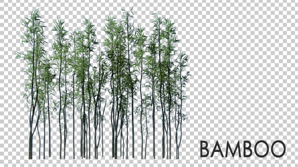 3D Bamboo Trees - Download Videohive 19445171