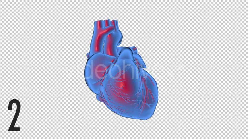 3D Beating Heart 2 Scene - Download Videohive 17455994