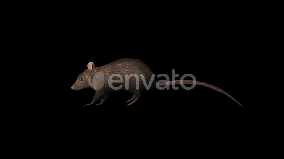 3D Rat Running - Download Videohive 22047532