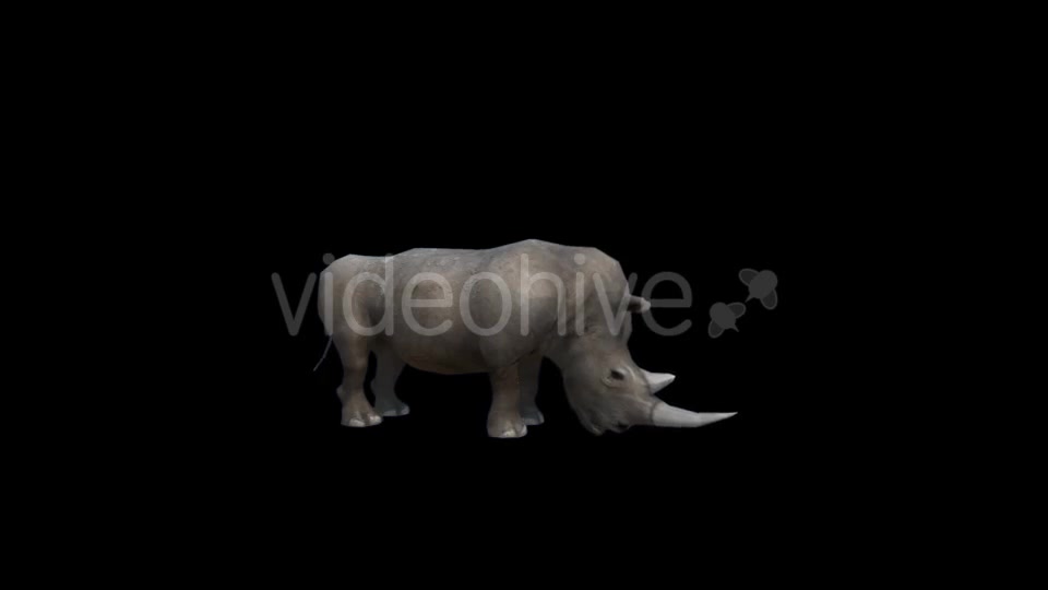 3D Rhino Eating - Download Videohive 19882456