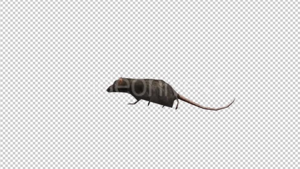 3D Running Rat - Download Videohive 20175017