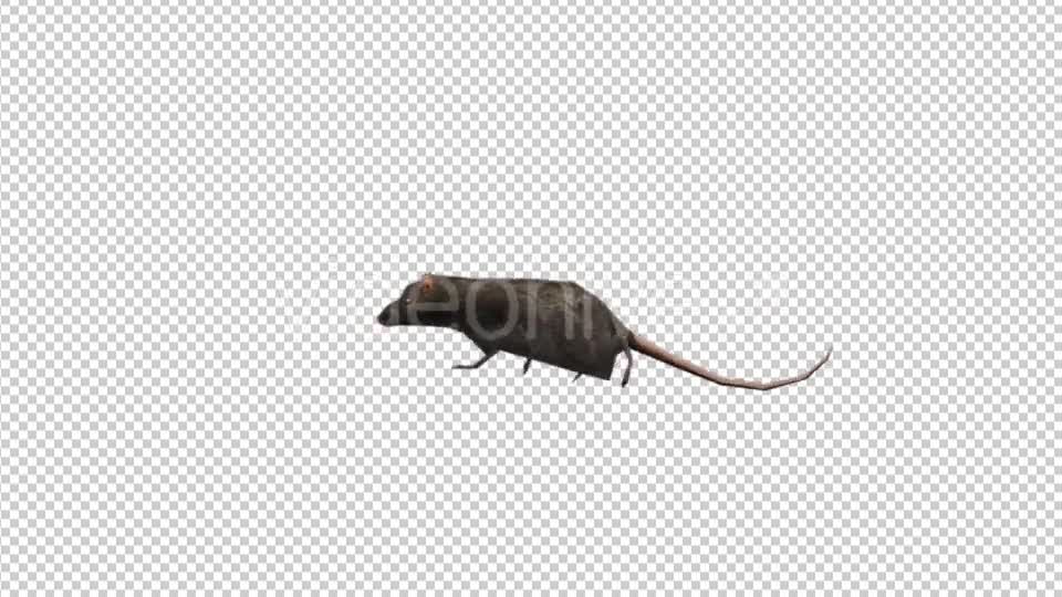 3D Running Rat - Download Videohive 20175017