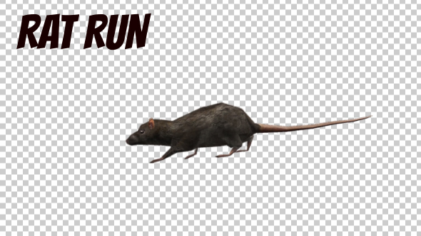 3D Running Rat - Download Videohive 20175017