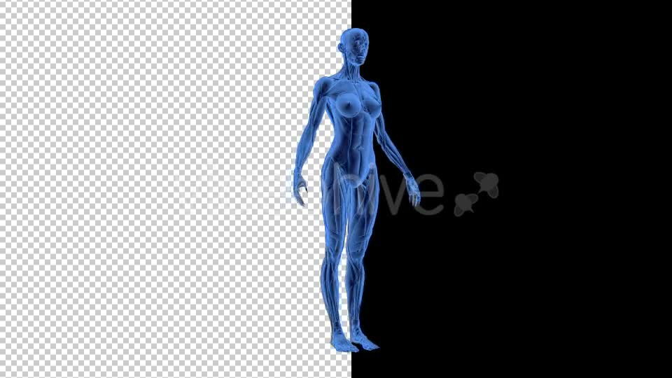 3D Woman Man Skeleton and Muscle System - Download Videohive 19190875