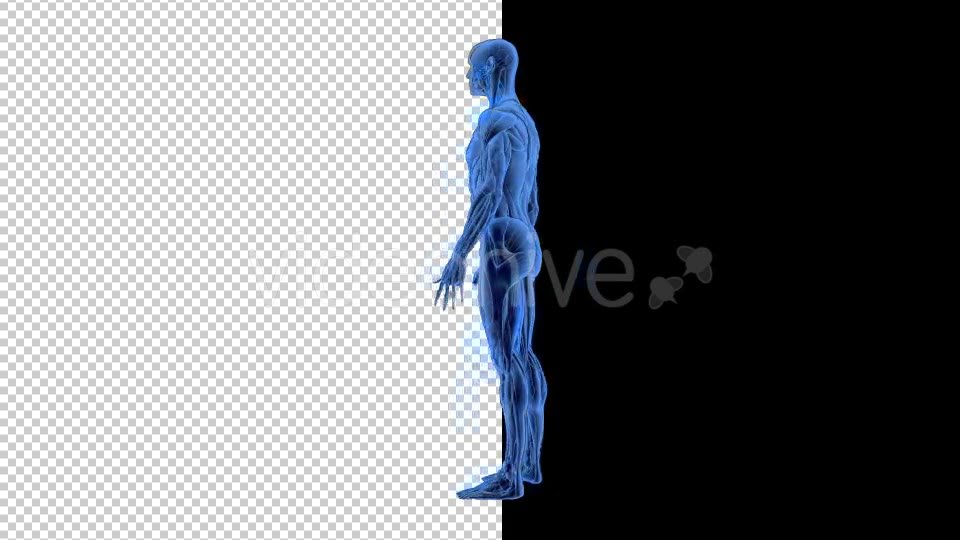 3D Woman Man Skeleton and Muscle System - Download Videohive 19190875