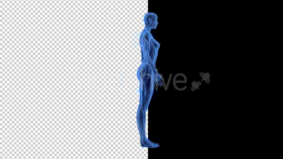 3D Woman Man Skeleton and Muscle System - Download Videohive 19190875