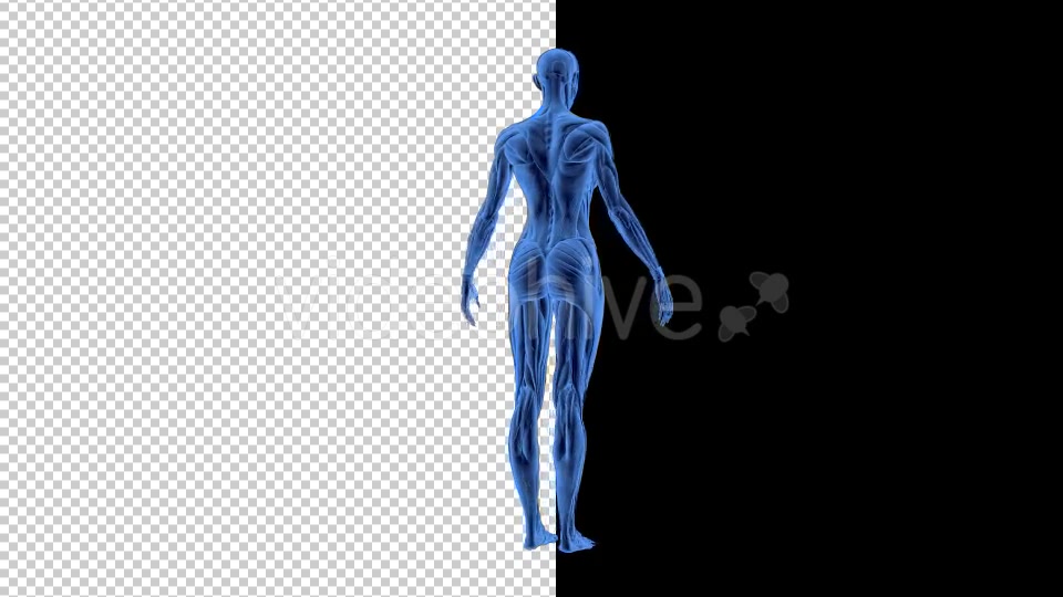 3D Woman Man Skeleton and Muscle System - Download Videohive 19190875