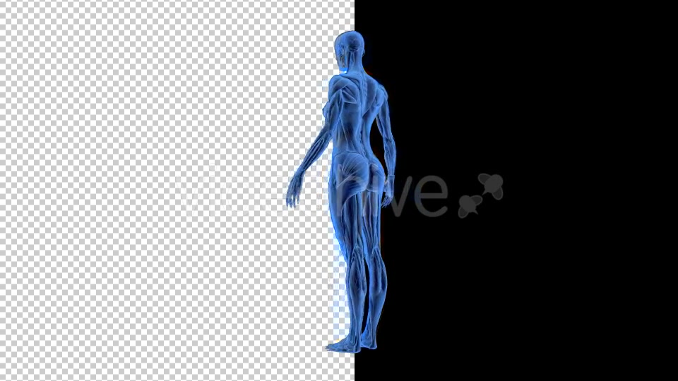 3D Woman Man Skeleton and Muscle System - Download Videohive 19190875