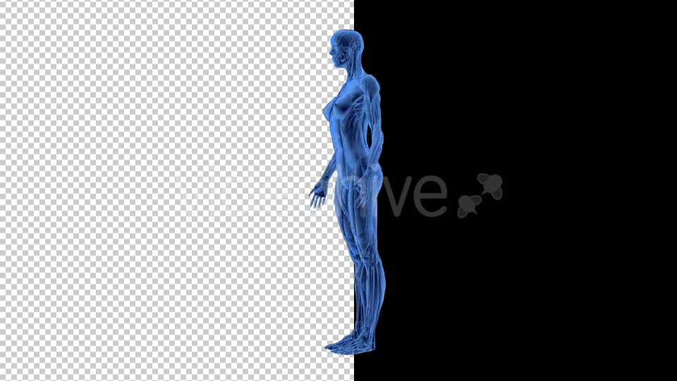 3D Woman Man Skeleton and Muscle System - Download Videohive 19190875