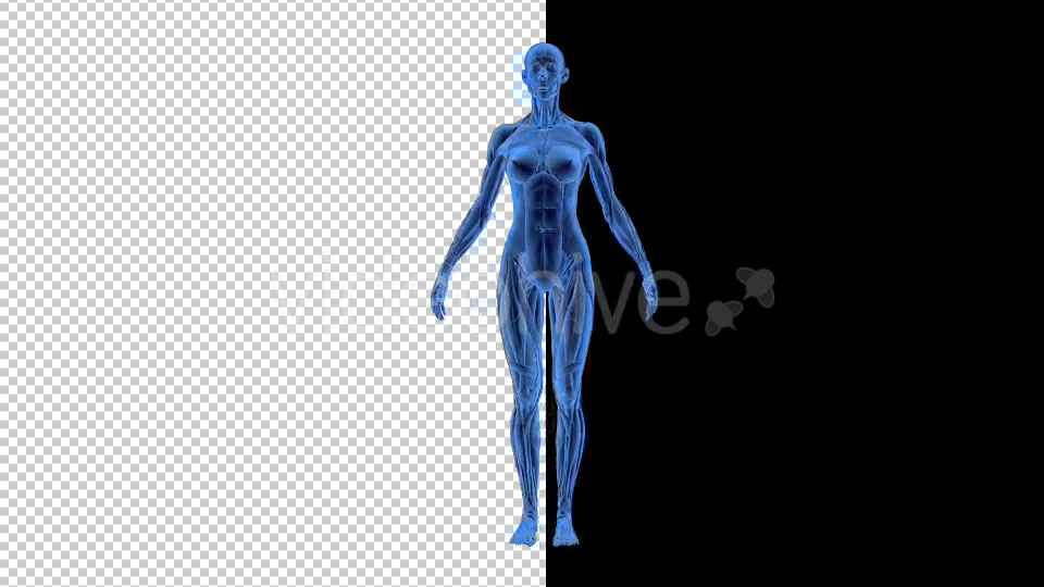 3D Woman Man Skeleton and Muscle System - Download Videohive 19190875