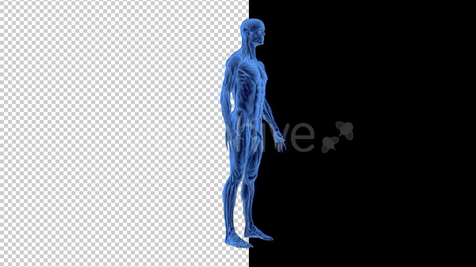 3D Woman Man Skeleton and Muscle System - Download Videohive 19190875