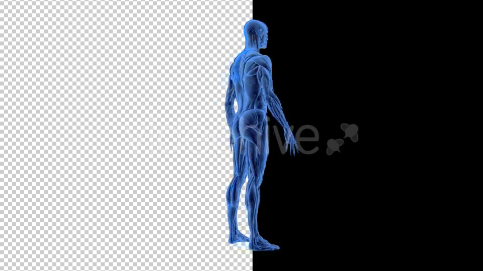 3D Woman Man Skeleton and Muscle System - Download Videohive 19190875