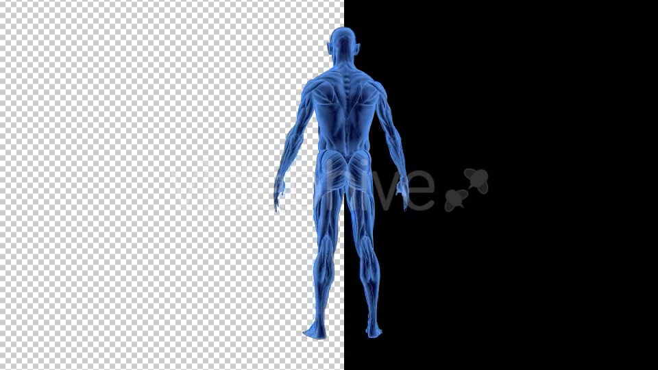 3D Woman Man Skeleton and Muscle System - Download Videohive 19190875