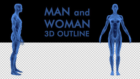 3D Woman Man Skeleton and Muscle System - Download Videohive 19190875