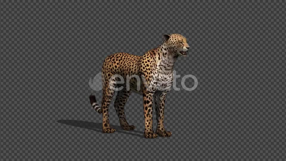 4K Cheetah Idle With Shadow - Download Videohive 21647762