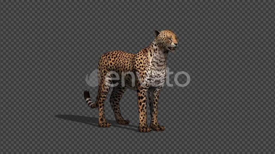 4K Cheetah Idle With Shadow - Download Videohive 21647762