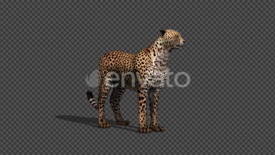 4K Cheetah Idle With Shadow - Download Videohive 21647762