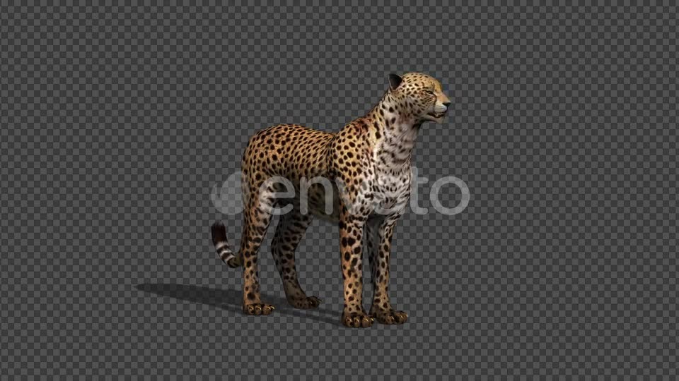 4K Cheetah Idle With Shadow - Download Videohive 21647762