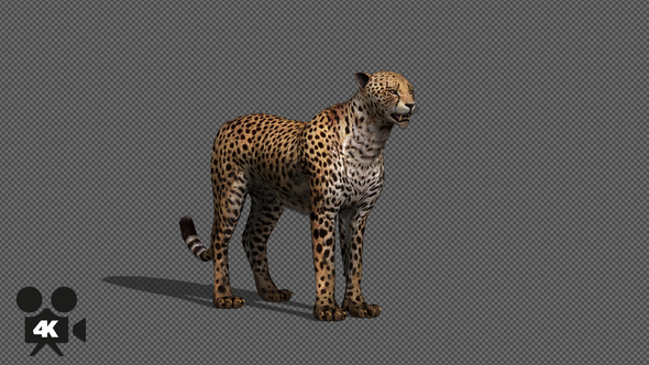 4K Cheetah Idle With Shadow - Download Videohive 21647762