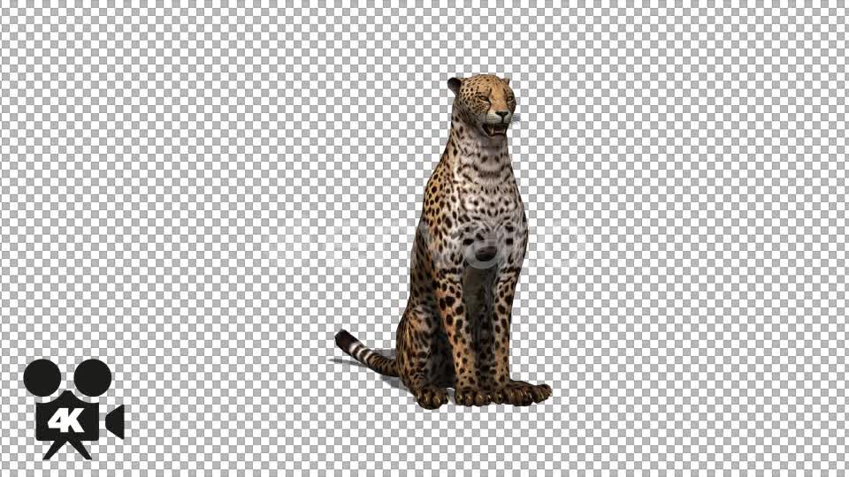4K Cheetah Sit - Download Videohive 21647737