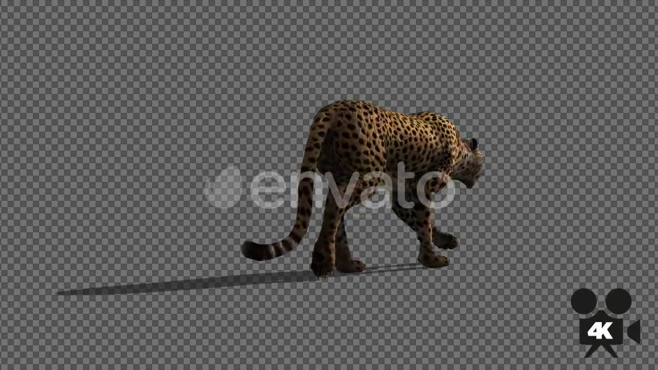 4K Cheetah Walk - Download Videohive 21653595