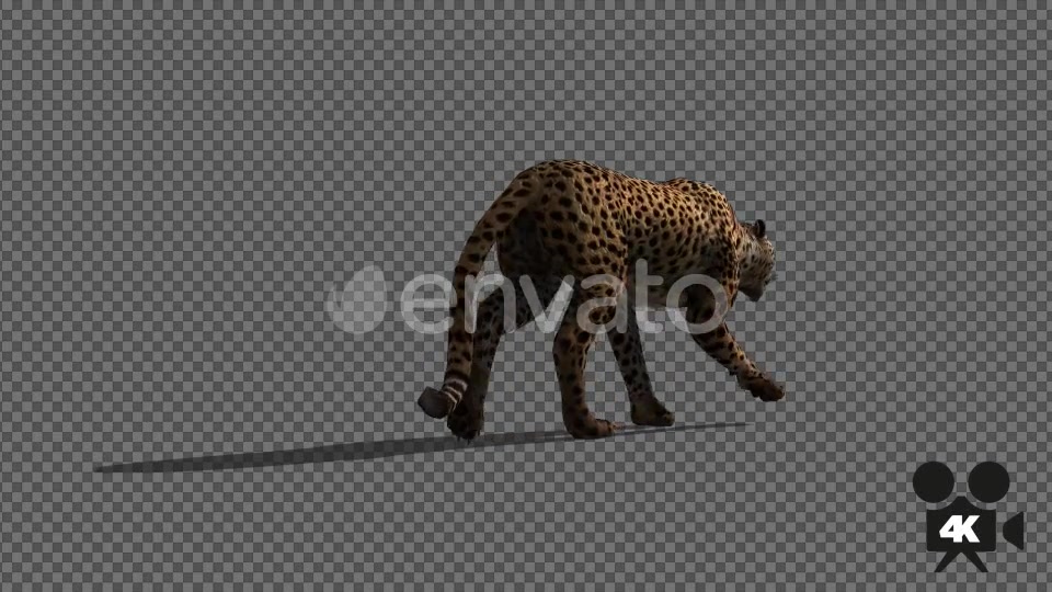 4K Cheetah Walk - Download Videohive 21653595