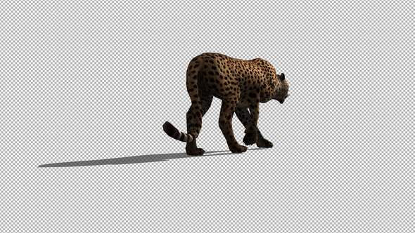 4K Cheetah Walk - Download Videohive 21653595