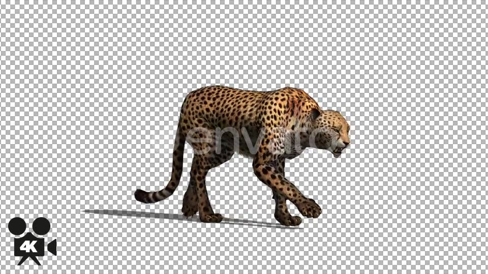 4K Cheetah Walk - Download Videohive 21655796