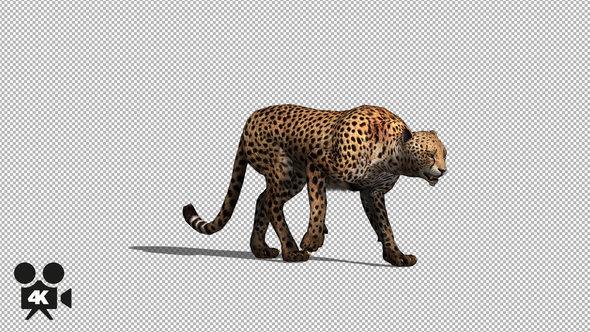 4K Cheetah Walk - Download Videohive 21655796