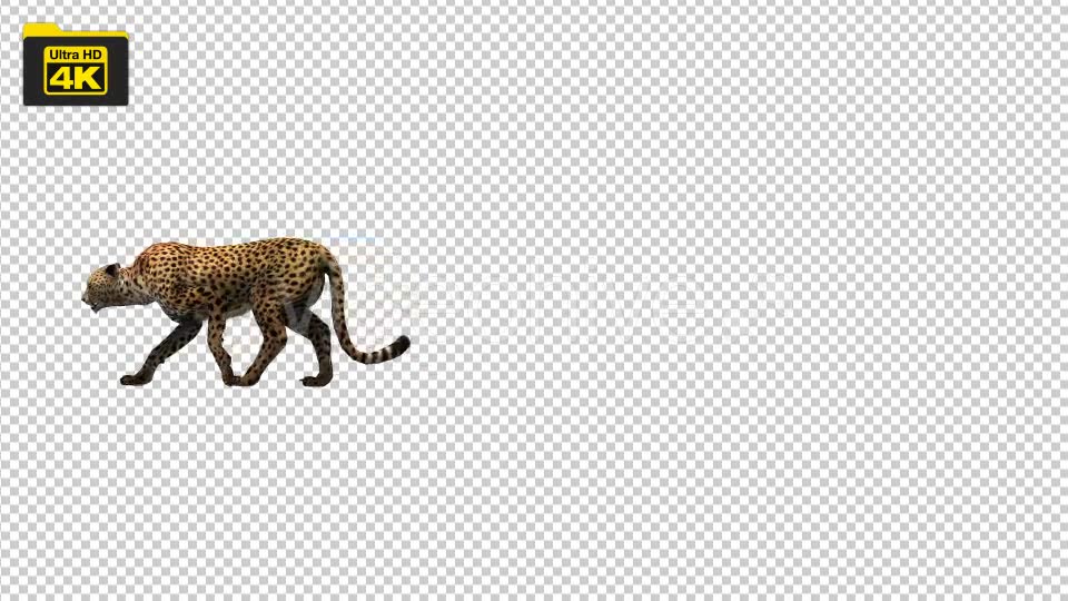 4K Cheetah Walking Animation - Download Videohive 19732890