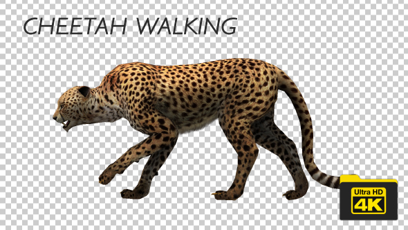 4K Cheetah Walking Animation - Download Videohive 19732890