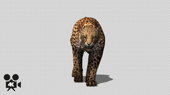 4K Cheetah Walking to Camera - Download Videohive 21656508