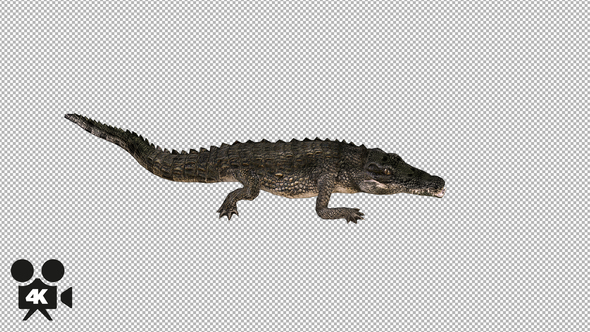 4K Crocodile Alligator Attack Top View - Download Videohive 21686417