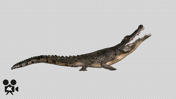 4K Crocodile Alligator Eat - Download Videohive 21686440