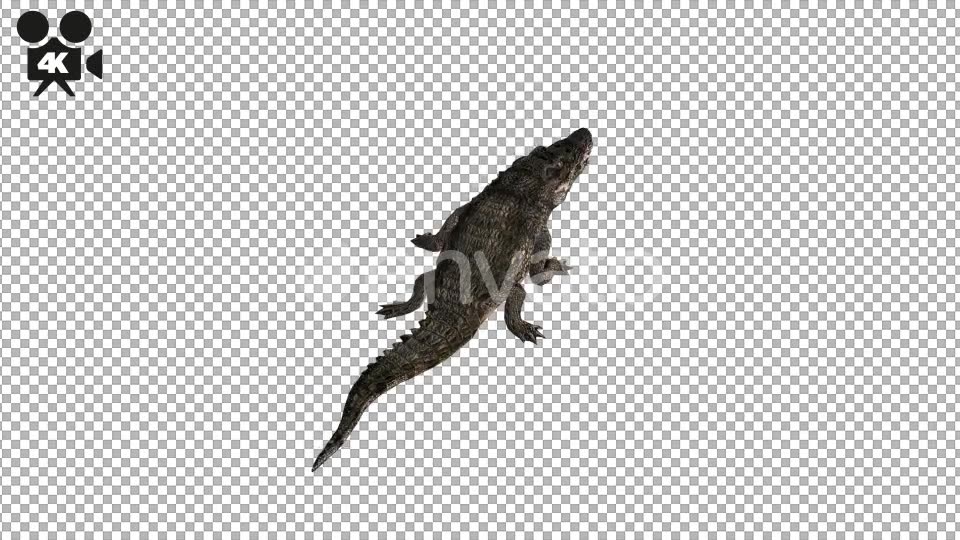 4K Crocodile Alligator Eating Back View - Download Videohive 21686518