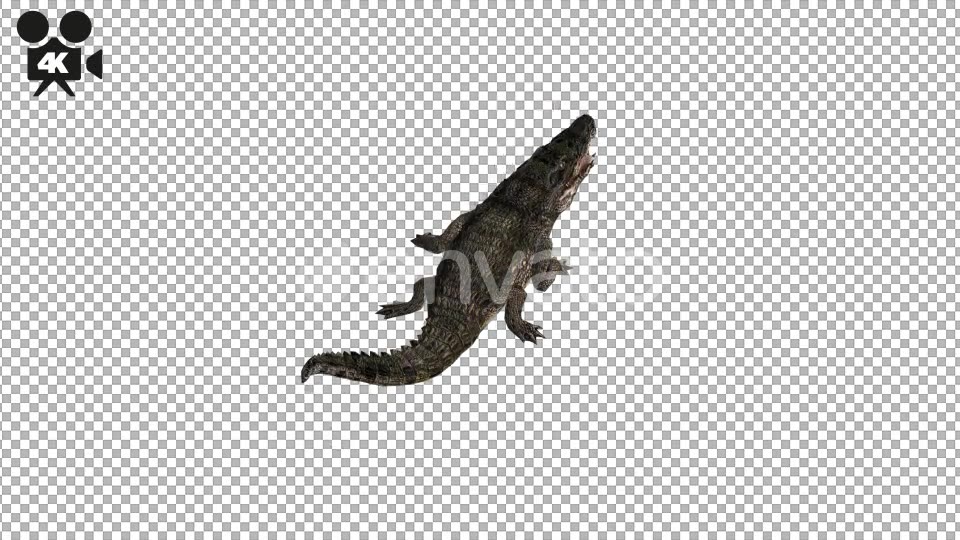 4K Crocodile Alligator Eating Back View - Download Videohive 21686518