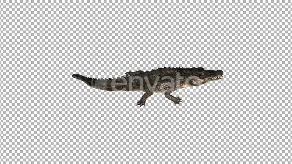 4K Crocodile Alligator Eating Top View - Download Videohive 21686564