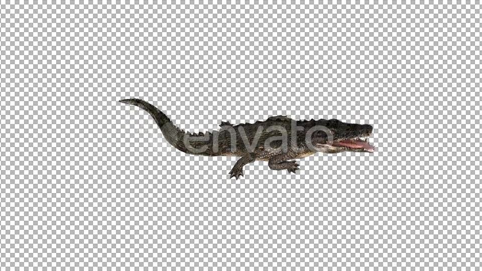 4K Crocodile Alligator Eating Top View - Download Videohive 21686564