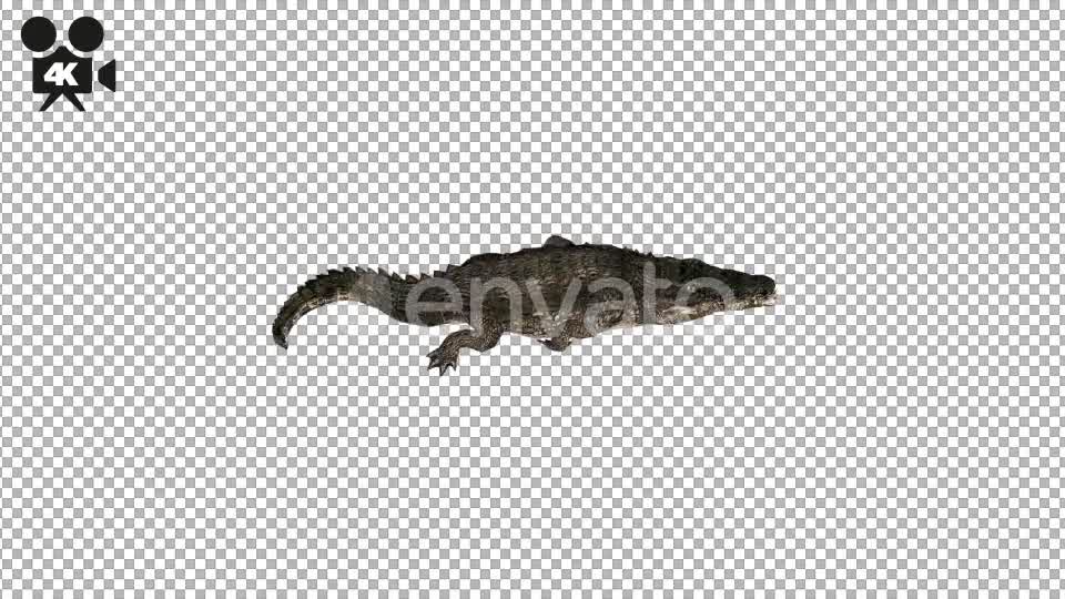 4K Crocodile Alligator Rolling Top View - Download Videohive 21686669