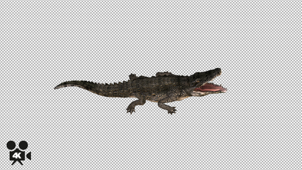 4K Crocodile Alligator Rolling Top View - Download Videohive 21686669