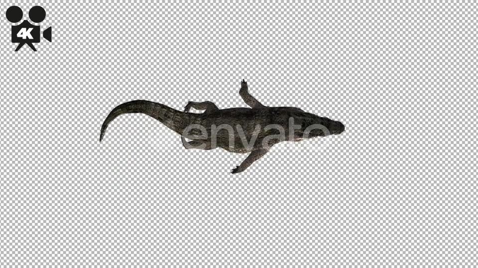 4K Crocodile Alligator Swim Top View - Download Videohive 21686724