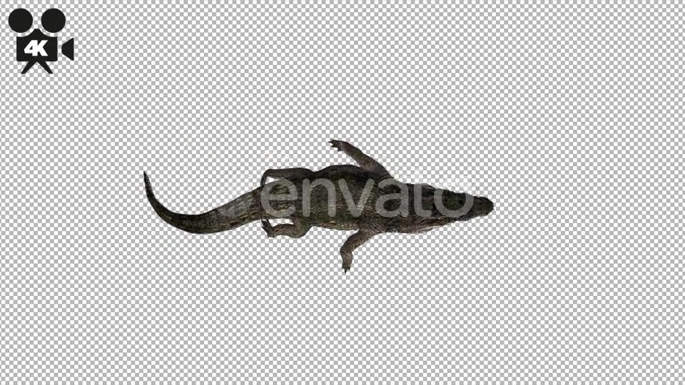 4K Crocodile Alligator Swim Top View - Download Videohive 21686724