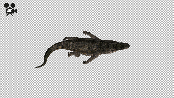 4K Crocodile Alligator Swim Top View - Download Videohive 21686724