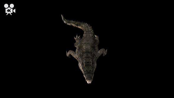 4K Crocodile Alligator Swimming - Download Videohive 21686757