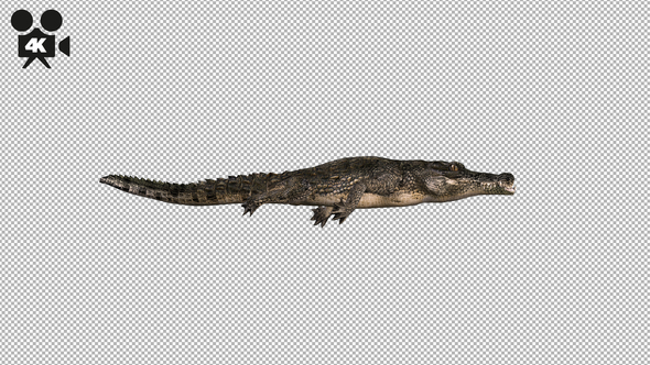 4K Crocodile Alligator Swimming - Download Videohive 21687010